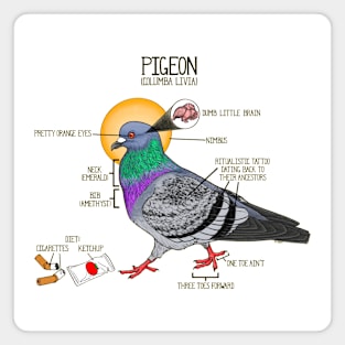 Pigeon[ometry] Magnet